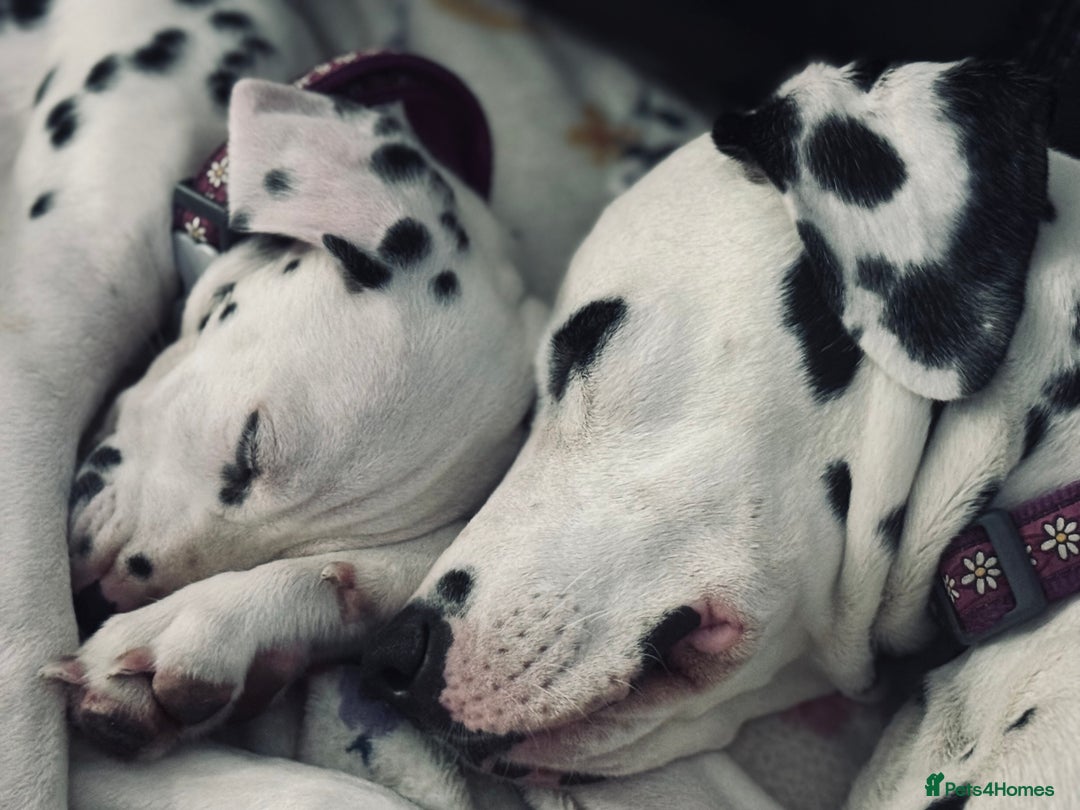 Dalmatian dogs for sale: KC Female Dalmatian  - Advert 12