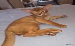 Abyssinian cats for sale: Beautiful Aby  kitten from Champions line - Image 13