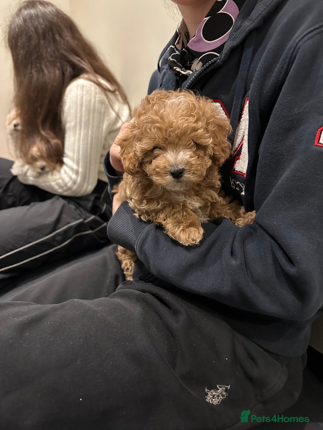 Maltipoo dogs for sale: Rare maltipoo puppies please read description  - Advert 16