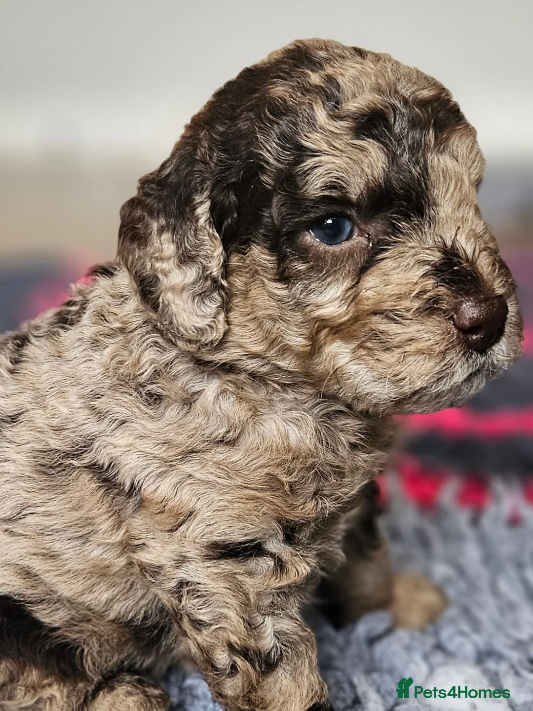 Cockapoo dogs for sale: Chocolate Merle Boy - Advert 10