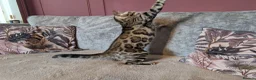 Bengal cats for sale: 🖤🤎 Beautiful Bengal 🤎🖤 - Advert 7