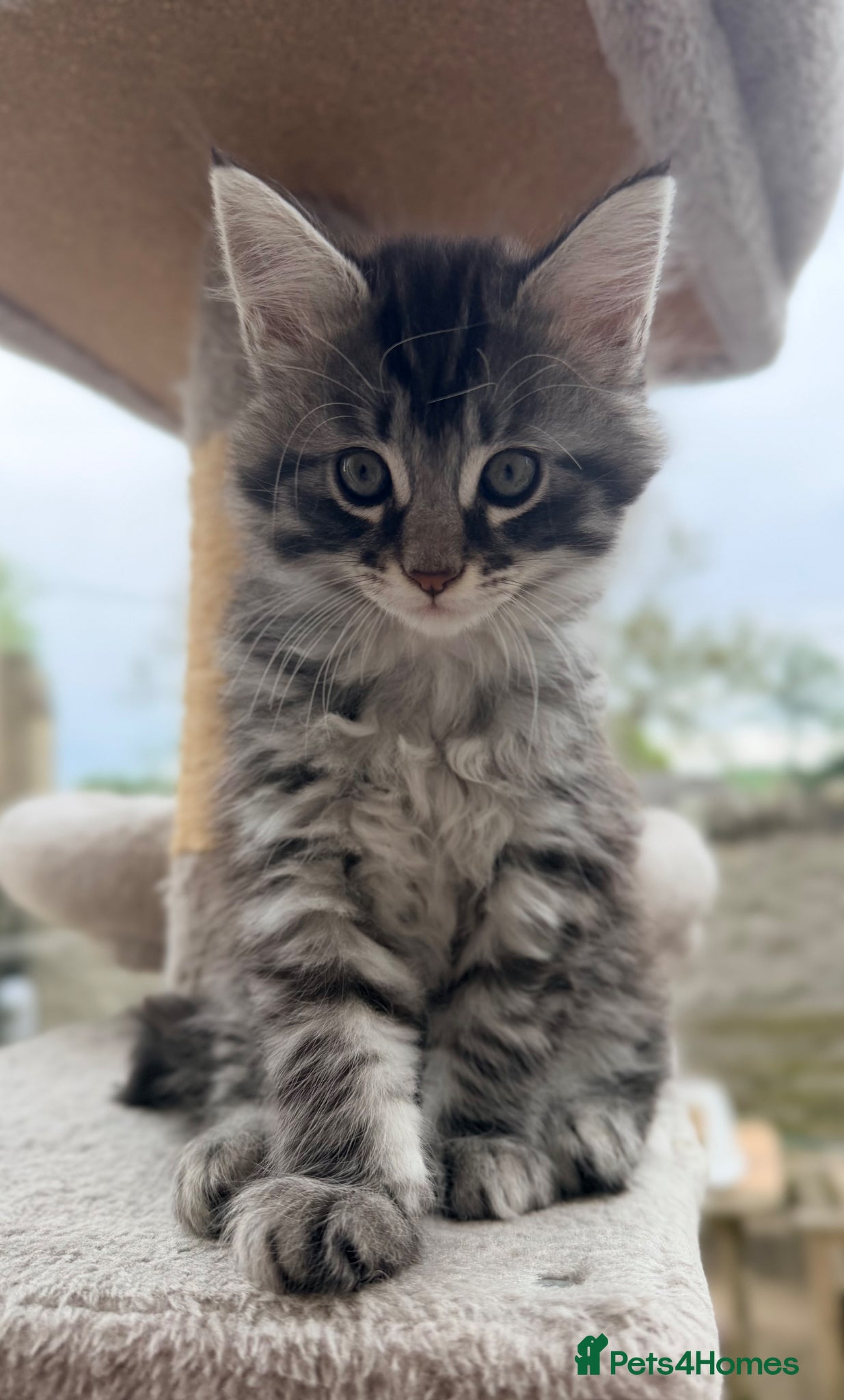Maine Coon cats Gorgeous Maine Coon mix fur babies - Advert 2