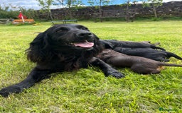 Cocker Spaniel dogs for sale: Working cocker spaniel puppies - Image 1