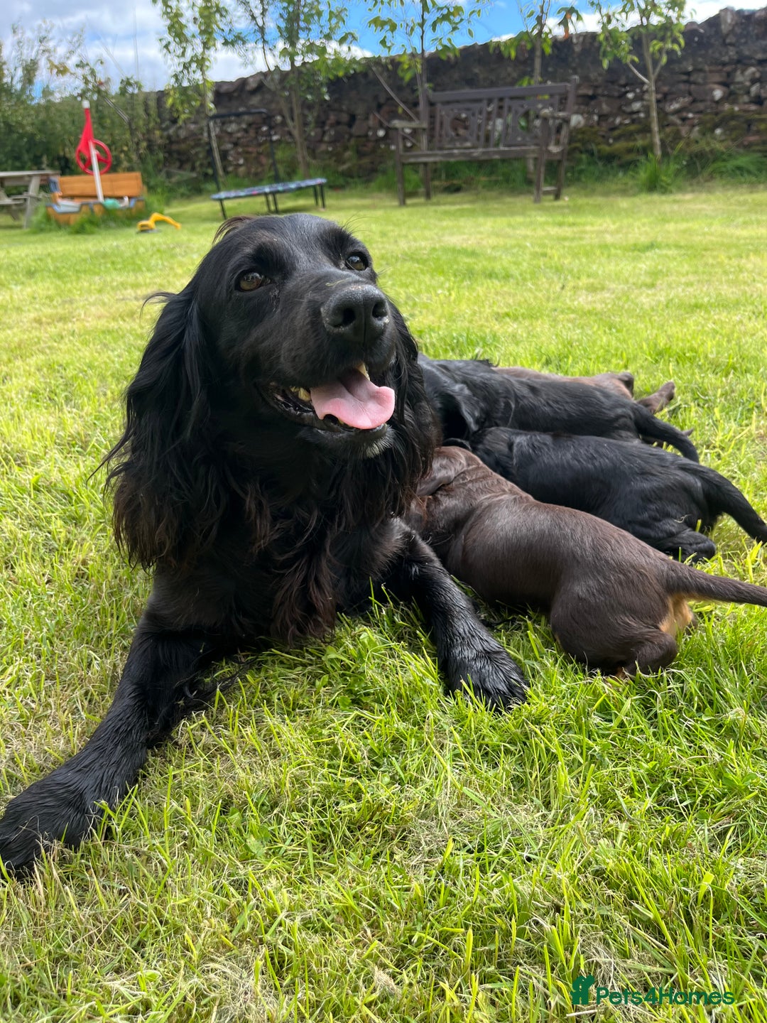 Cocker Spaniel dogs for sale: Working cocker spaniel puppies - Image 1