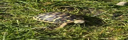 Hermann Tortoise reptiles for sale: Dwarf hermann tortoise and full set up  - Advert 1