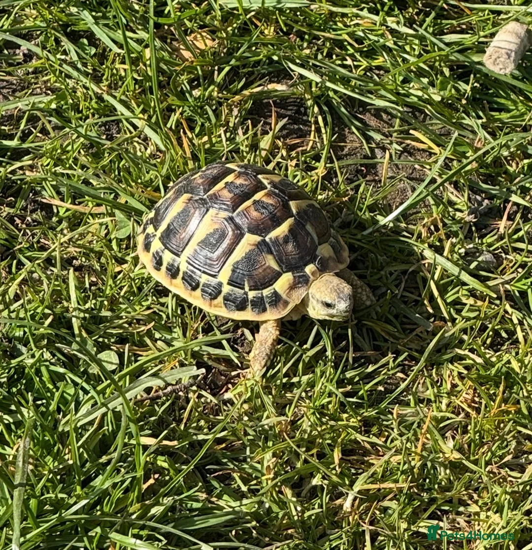 Hermann Tortoise reptiles for sale: Dwarf hermann tortoise and full set up  - Advert 1