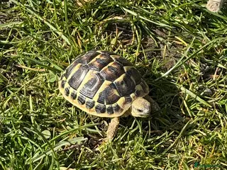 Hermann Tortoise reptiles Dwarf hermann tortoise and full set up - Advert 1