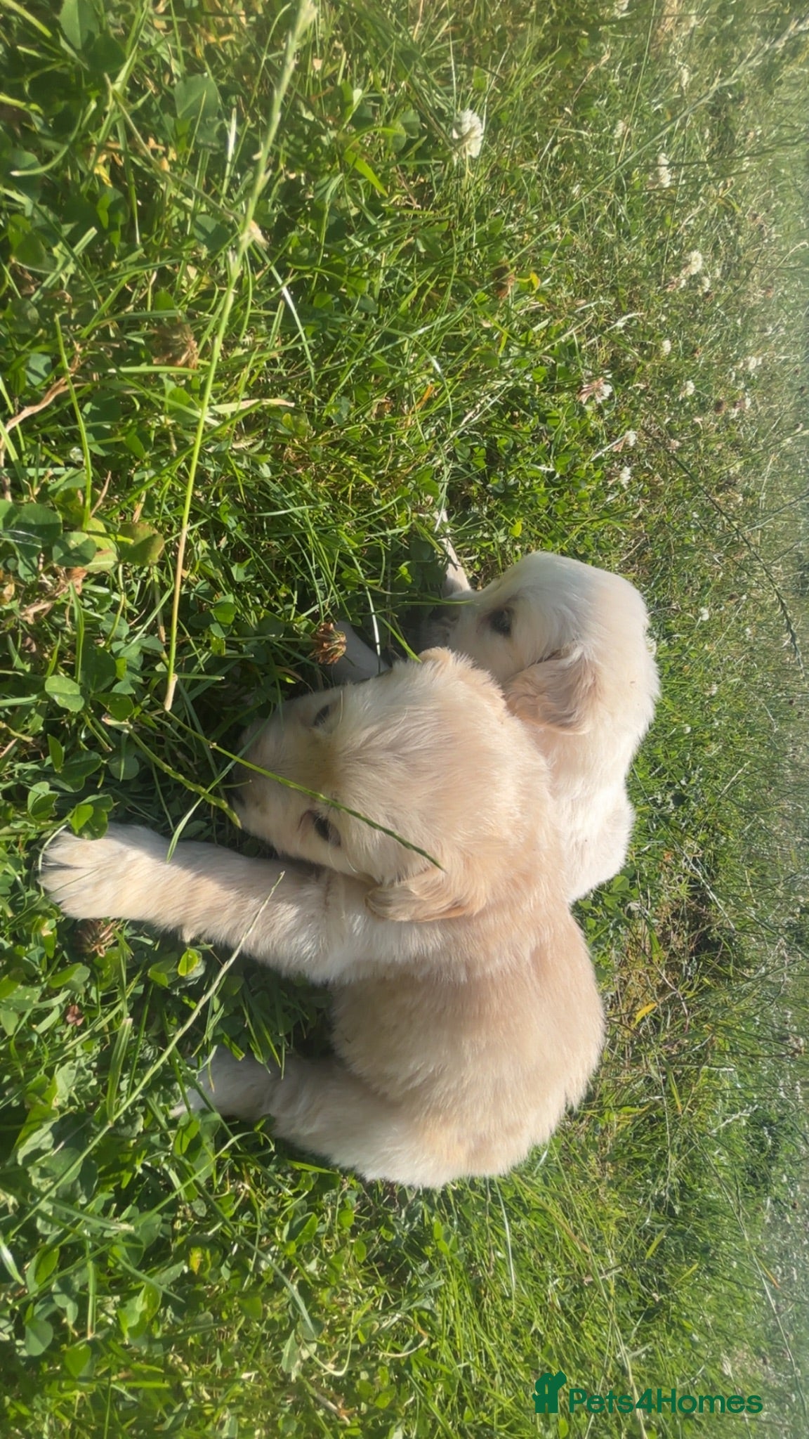 Golden Retriever dogs Lovley golden retriever puppy’s  - Advert 2