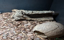 Gecko reptiles for sale: Female gecko for sale  - Image 8