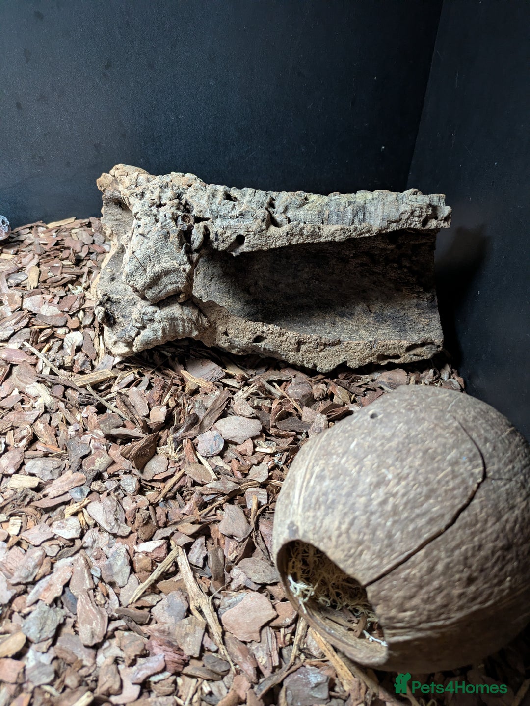 Gecko reptiles for sale: Female gecko for sale  - Image 8
