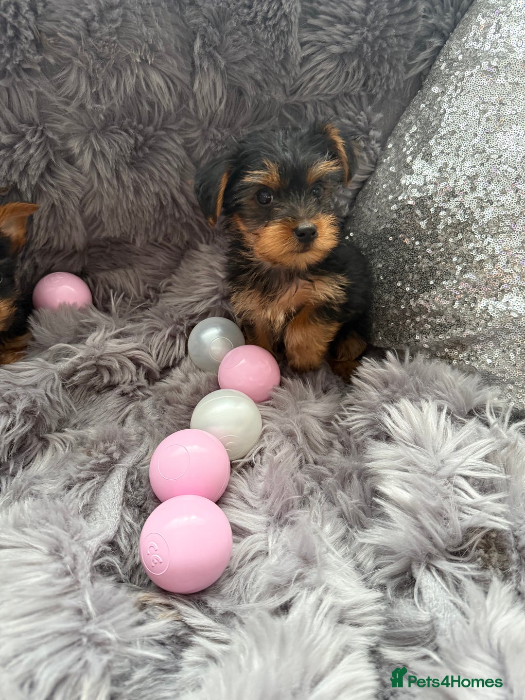Yorkshire Terrier dogs for sale: Beautiful Yorkshire terrier puppies  - Image 11