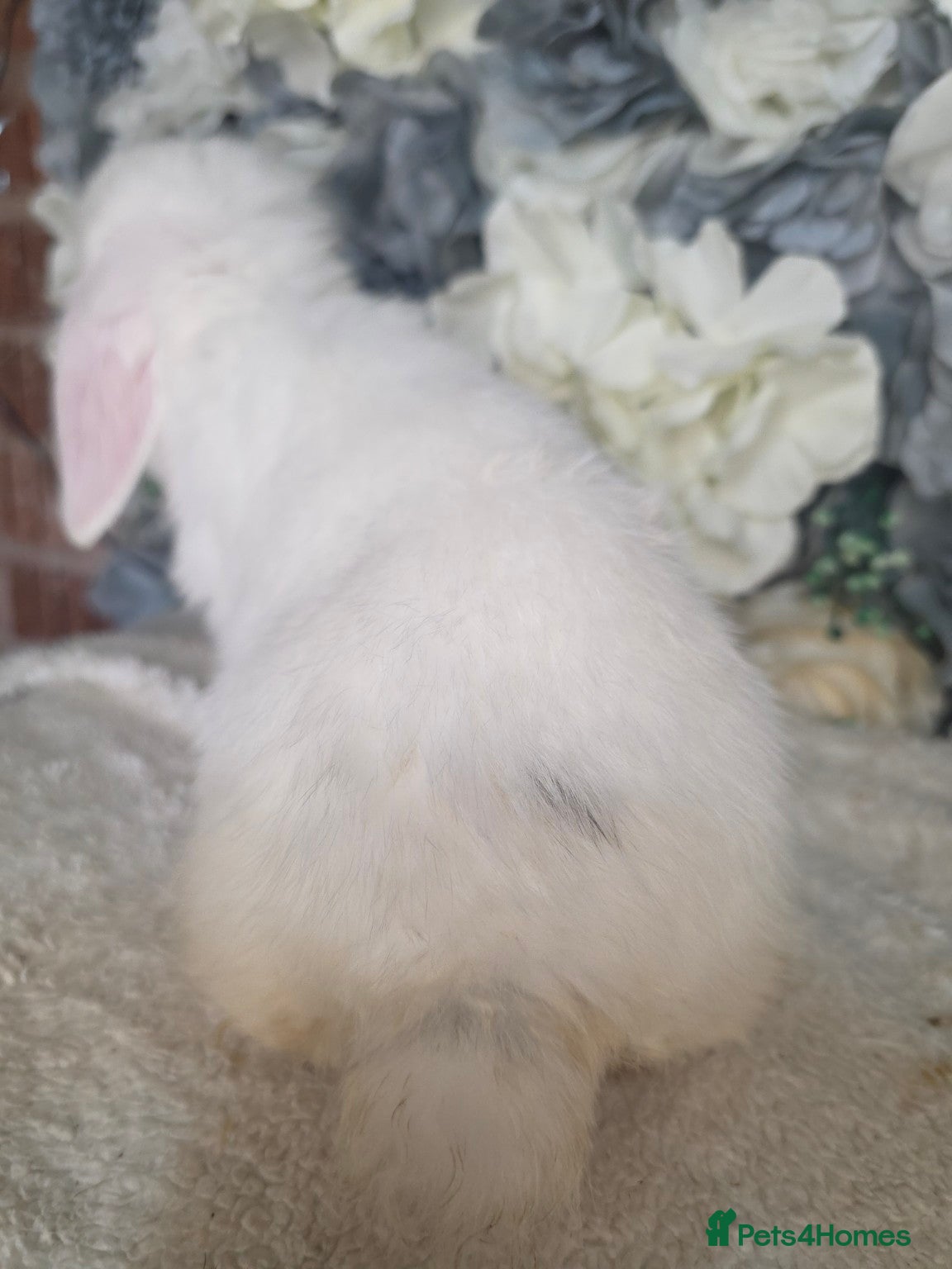Mini Lop rabbits Re-available ready to leave now mini lop buck 🖤 - Advert 2