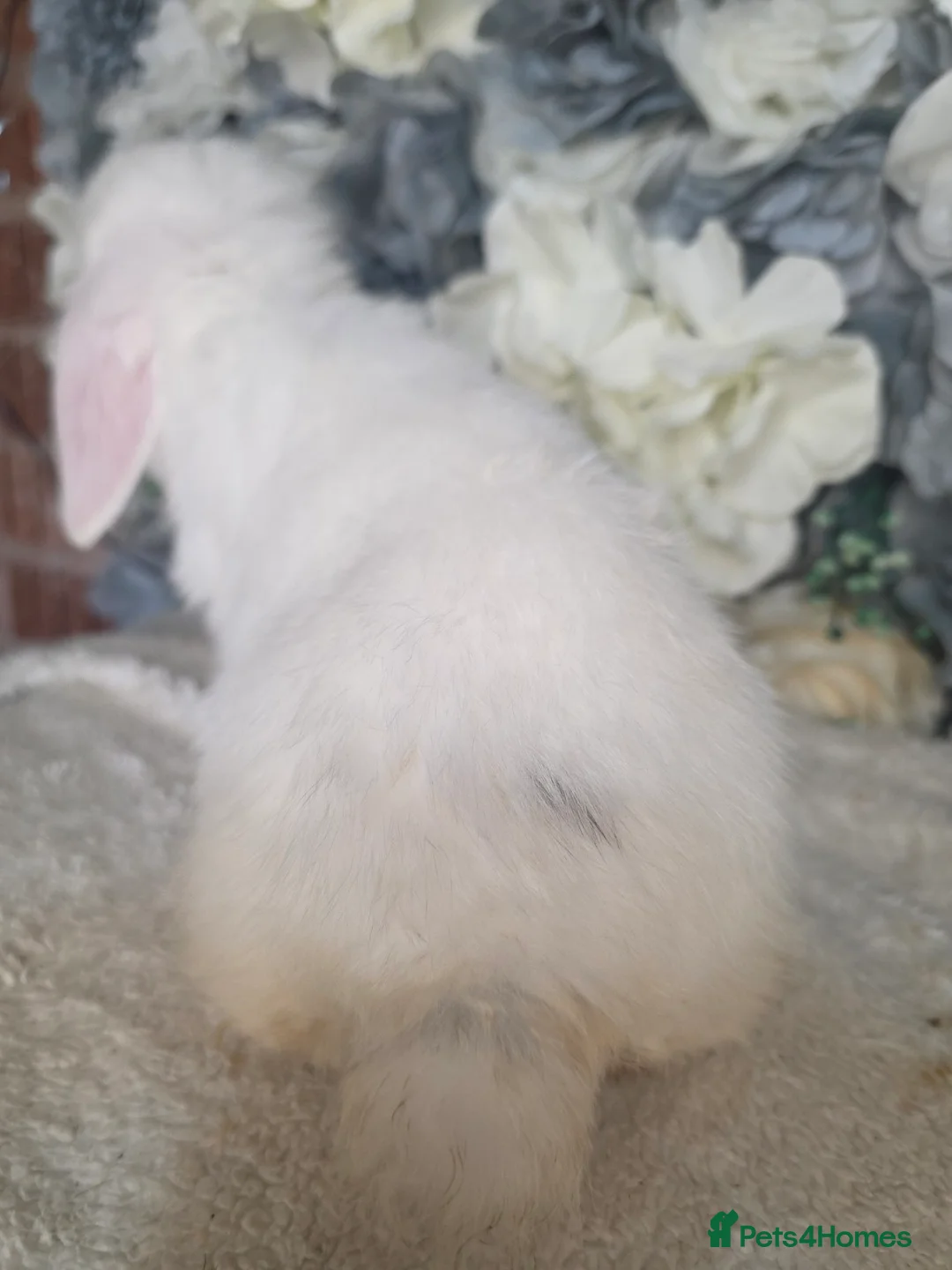Mini Lop rabbits for sale: Re-available ready to leave now mini lop buck 🖤 - Advert 2
