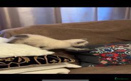 British Shorthair cats for sale: Colourpoint British Shorthair - Image 20