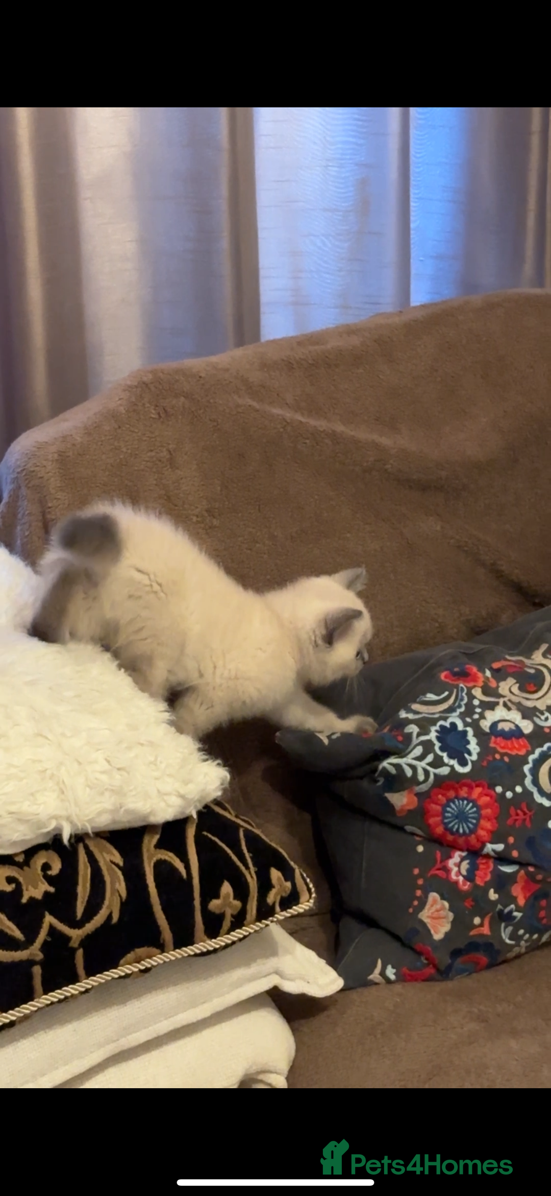 British Shorthair cats for sale: Colourpoint British Shorthair - Image 20