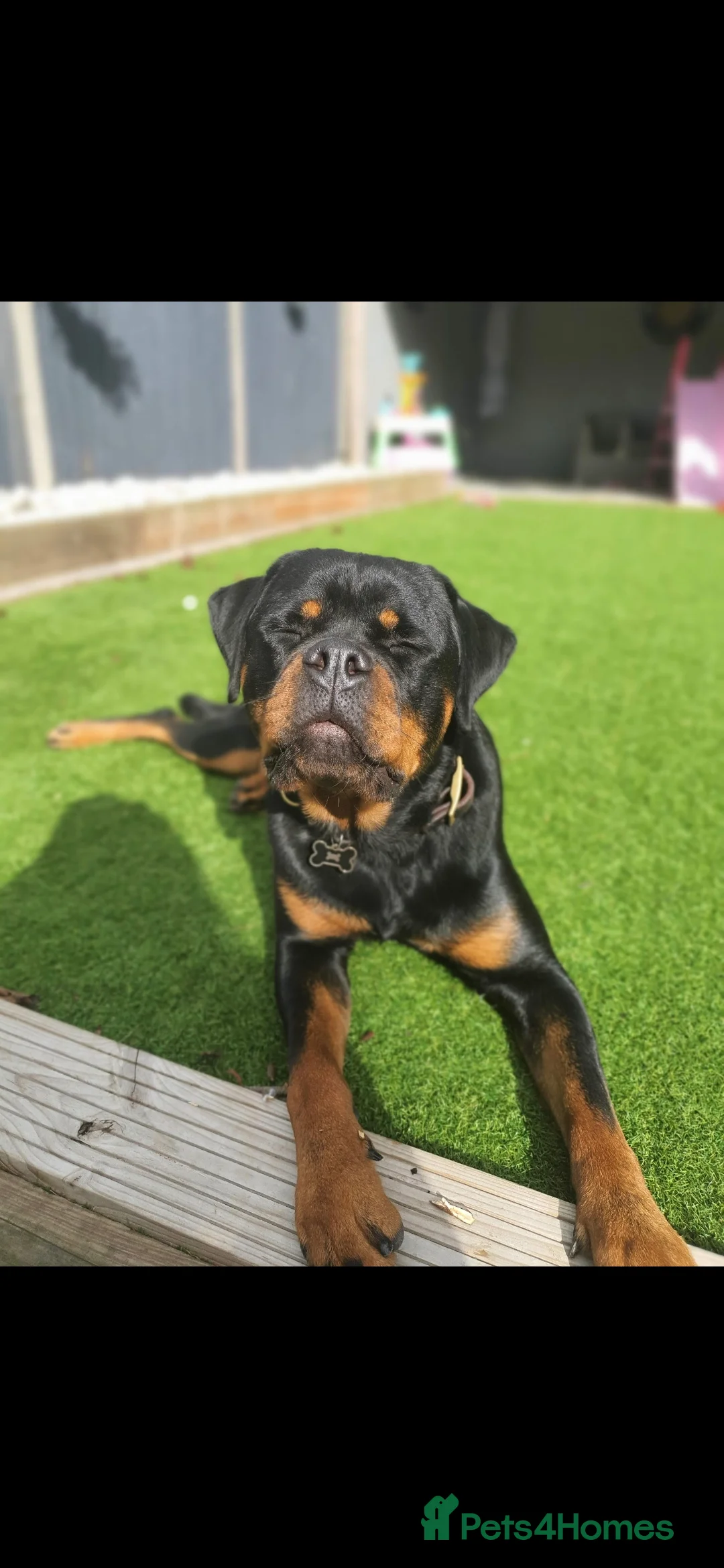 Rottweiler dogs for adoption: Roxy the loveable Rottie - Advert 9