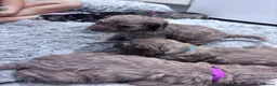 Cockapoo dogs for sale: Cockapoo puppies  - Advert 26