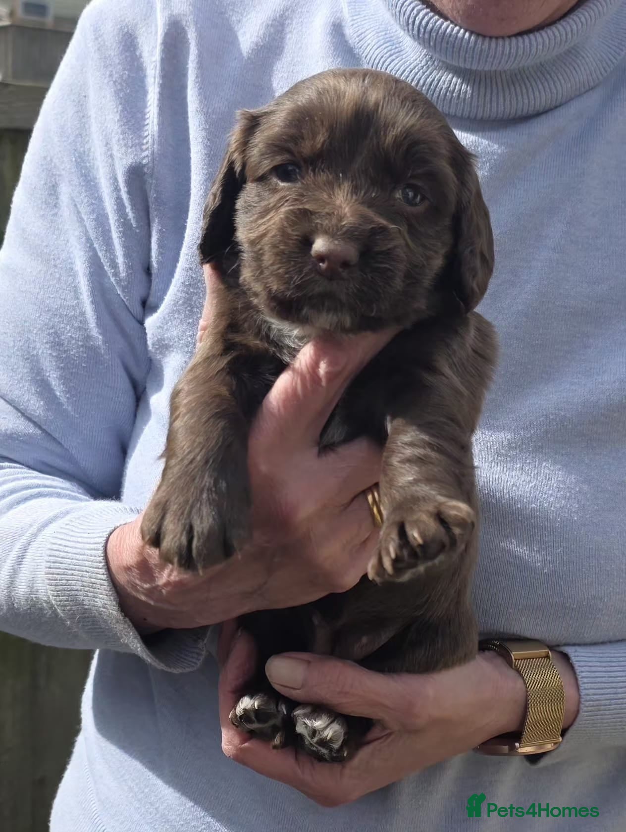 Cocker Spaniel Puppy 5
