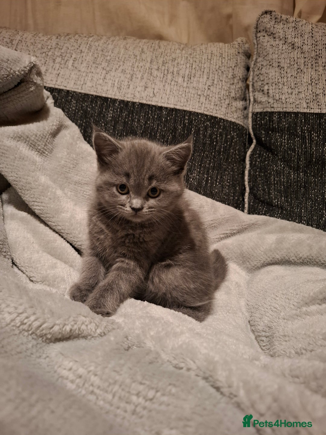 British Shorthair cats for sale: BSH x Ragamuffin Kittens - Advert 9