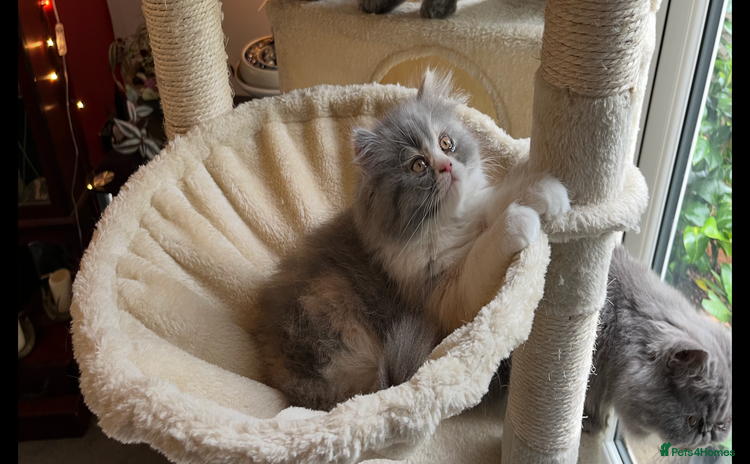 Persian cats - Advert 1