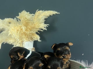Yorkshire Terrier dogs Our amazing five pups are fully registered - Advert 4