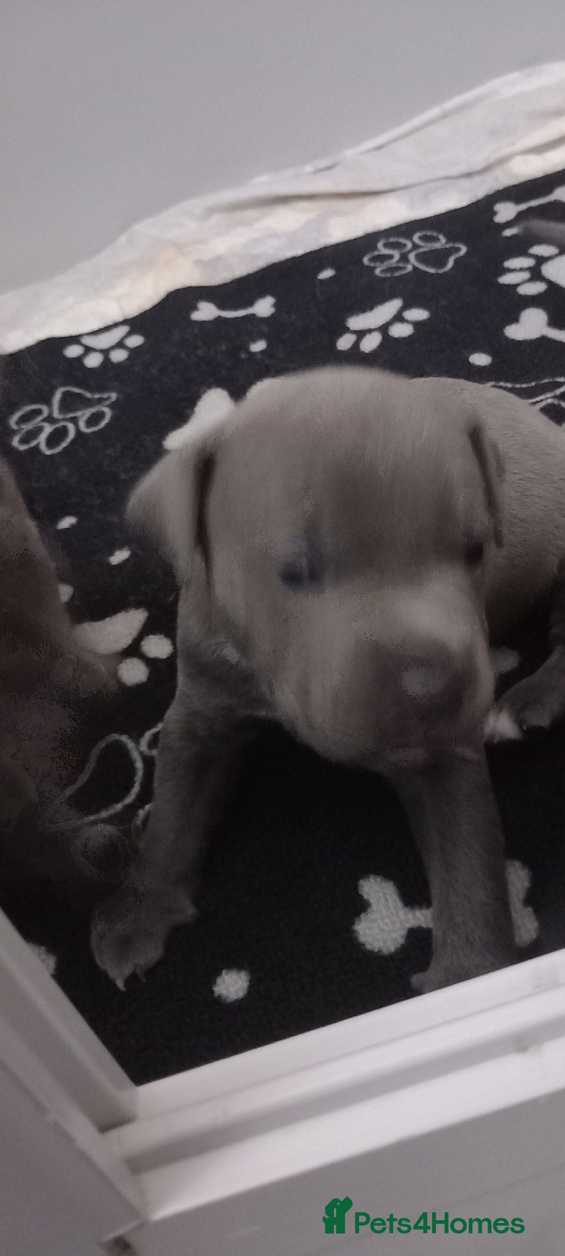Staffordshire Bull Terrier dogs Dixie's pups x 5  - Advert 2