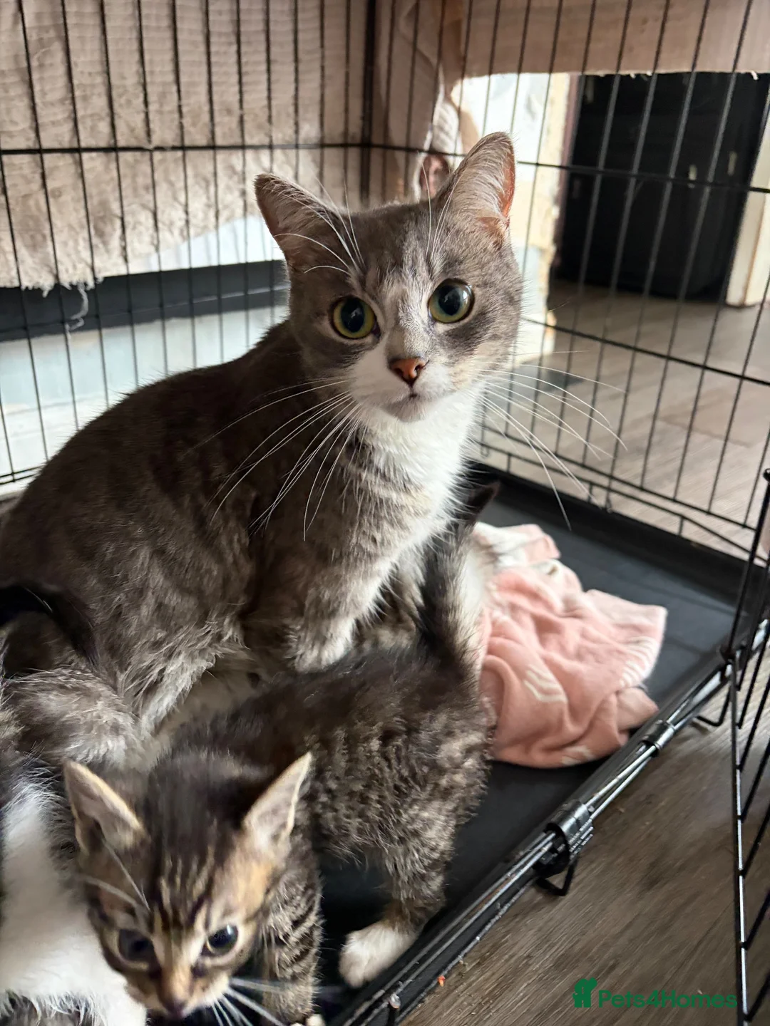 Mixed Breed cats for sale: Kittens for sale  - Advert 11