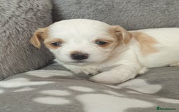 Maltipoo dogs for sale: 6 Pedigree Club registered Maltipoo puppies - Image 14