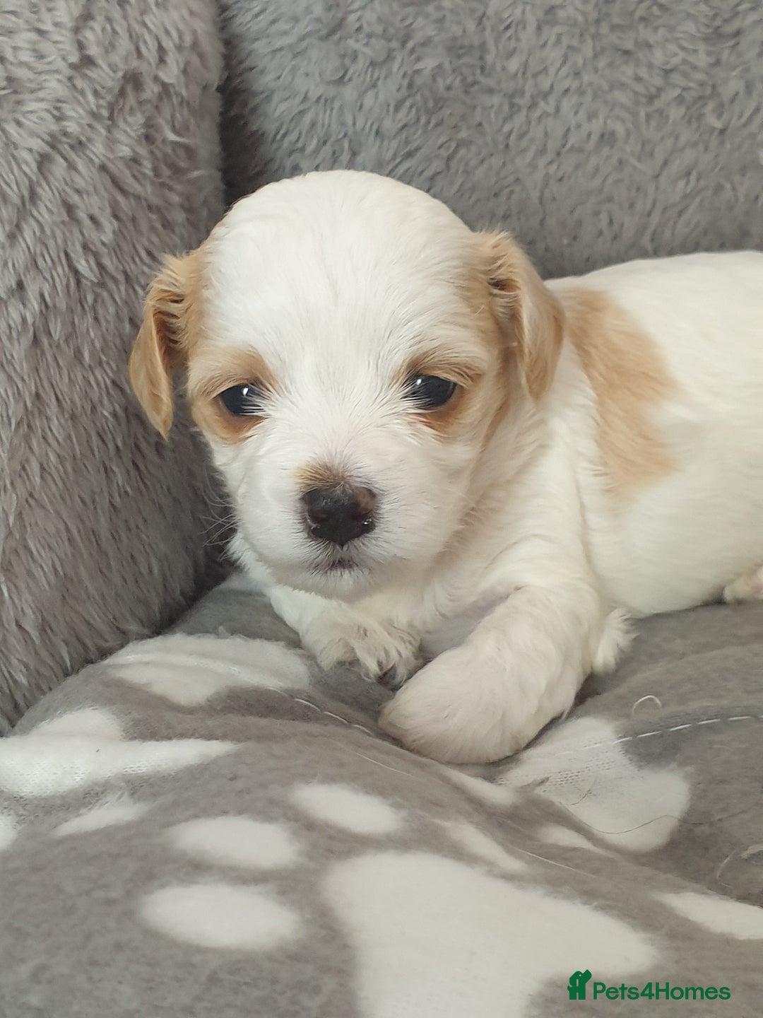 Maltipoo dogs for sale: 6 Pedigree Club registered Maltipoo puppies - Image 14