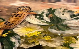 Leopard Gecko reptiles for sale: Beautiful leopard gecko juvenile  - Image 3