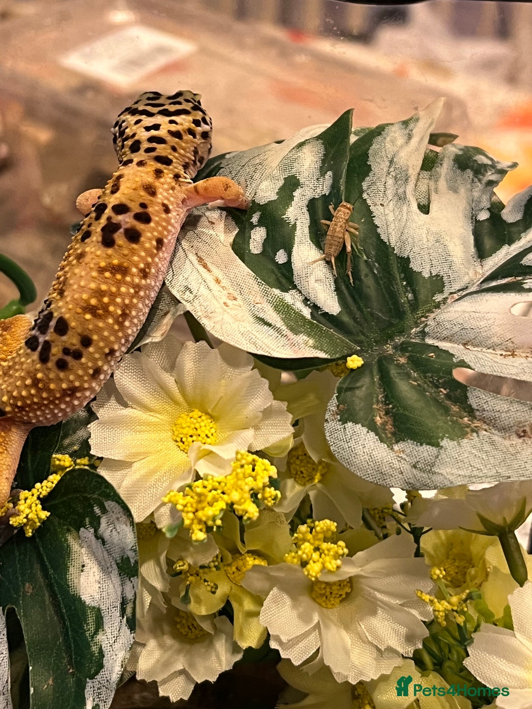 Leopard Gecko reptiles for sale: Beautiful leopard gecko juvenile  - Image 3