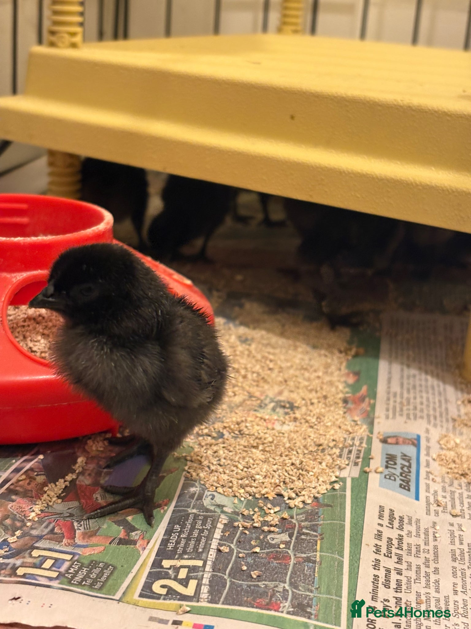 Chickens poultry Ayam Cermani chicks day old due to hatch 7th June  - Advert 18