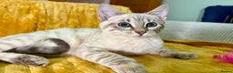 Bengal cats for sale: Breathtaking rare polydactyl snow leopard  - Advert 33