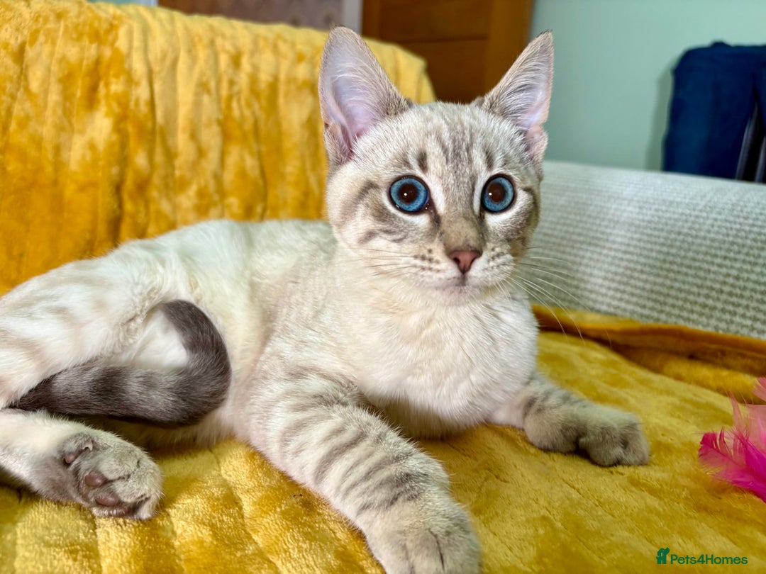 Bengal cats for sale: Breathtaking rare polydactyl snow leopard  - Advert 33