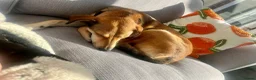 Mixed Breed dogs for adoption: Meet Barney, currently residing in Cheshire  in Nantwich - Advert 9
