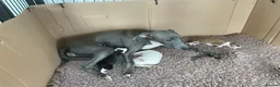 Italian Greyhound dogs for sale: Gorgeous Italian greyhound puppies  - Advert 13