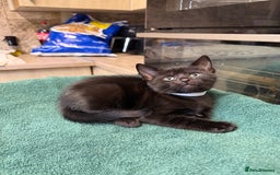 Turkish Angora cats for sale: Turkish Angora x kittens - Image 3