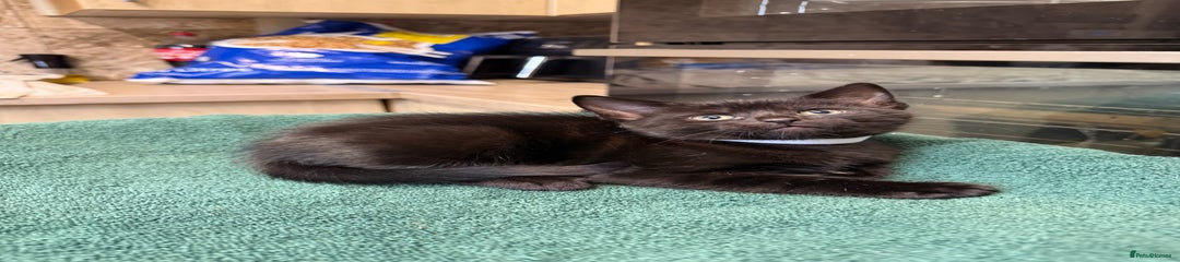 Turkish Angora Kitten 2