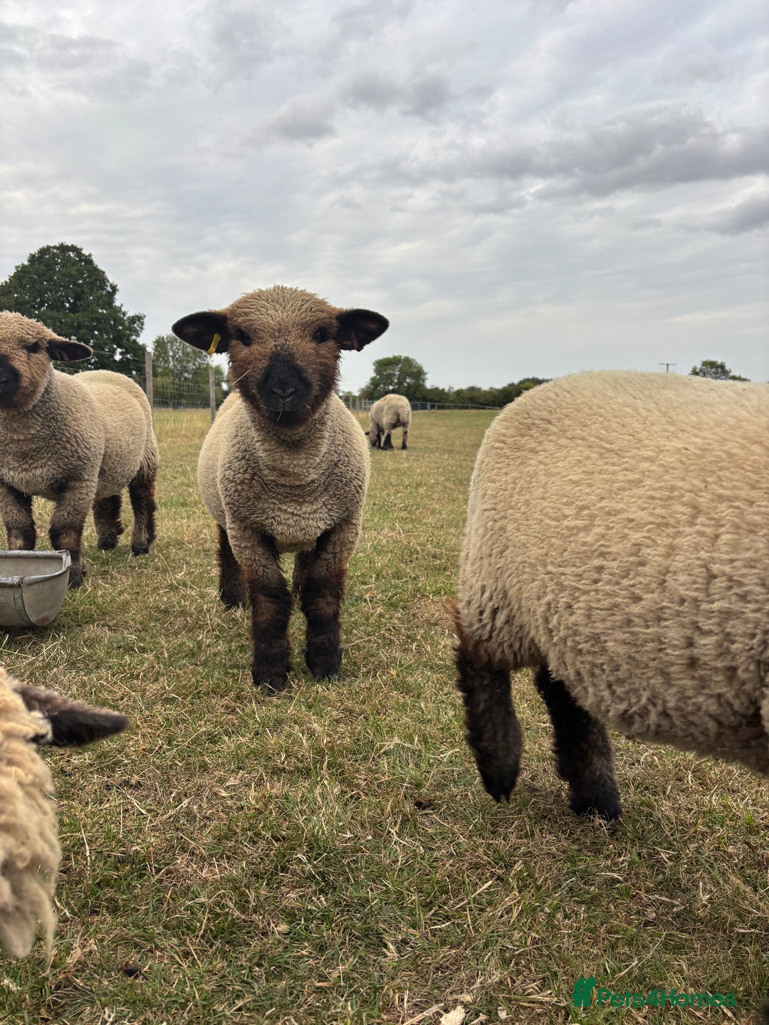 Sheep livestock for sale: Oxford Down Rare Breed Ram Lambs - Image 6