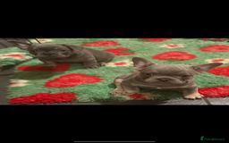 French Bulldog dogs for sale: Amazing Frenchies ready now.  - Image 16