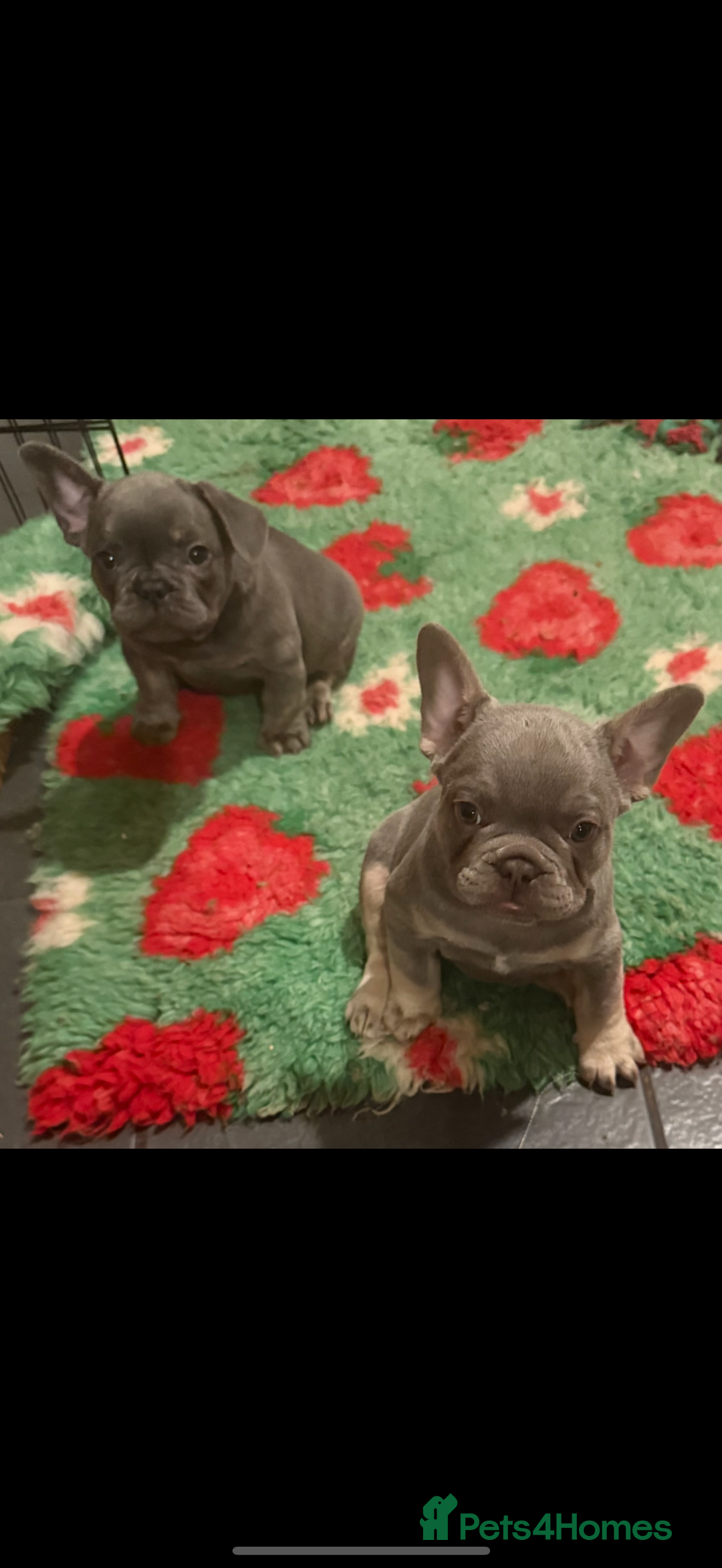 French Bulldog dogs for sale: Amazing Frenchies ready now.  - Image 16