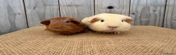 Guinea Pig rodents for sale: Stunning baby guinea pigs ready to leave  - Advert 3