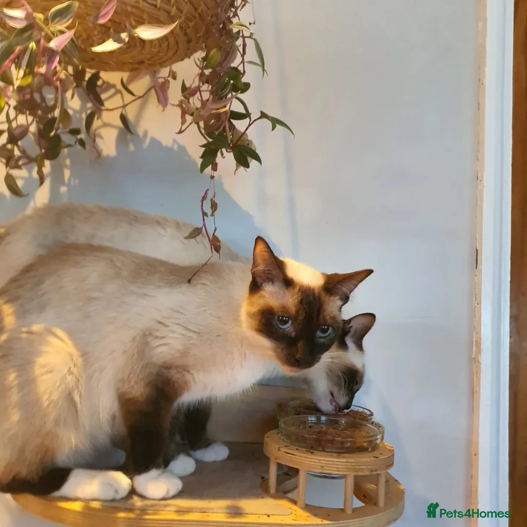 Ragdoll cats for sale: Shorthaired Ragdoll Females - very loving!! - Advert 6