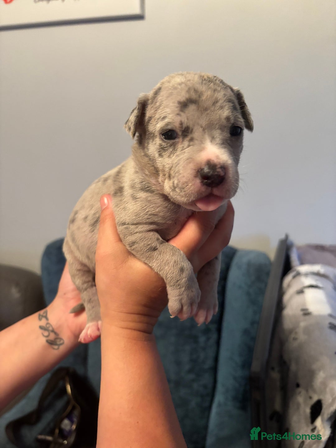 Mixed Breed dogs for sale: American Bulldog X Mastiff mix  - Image 35