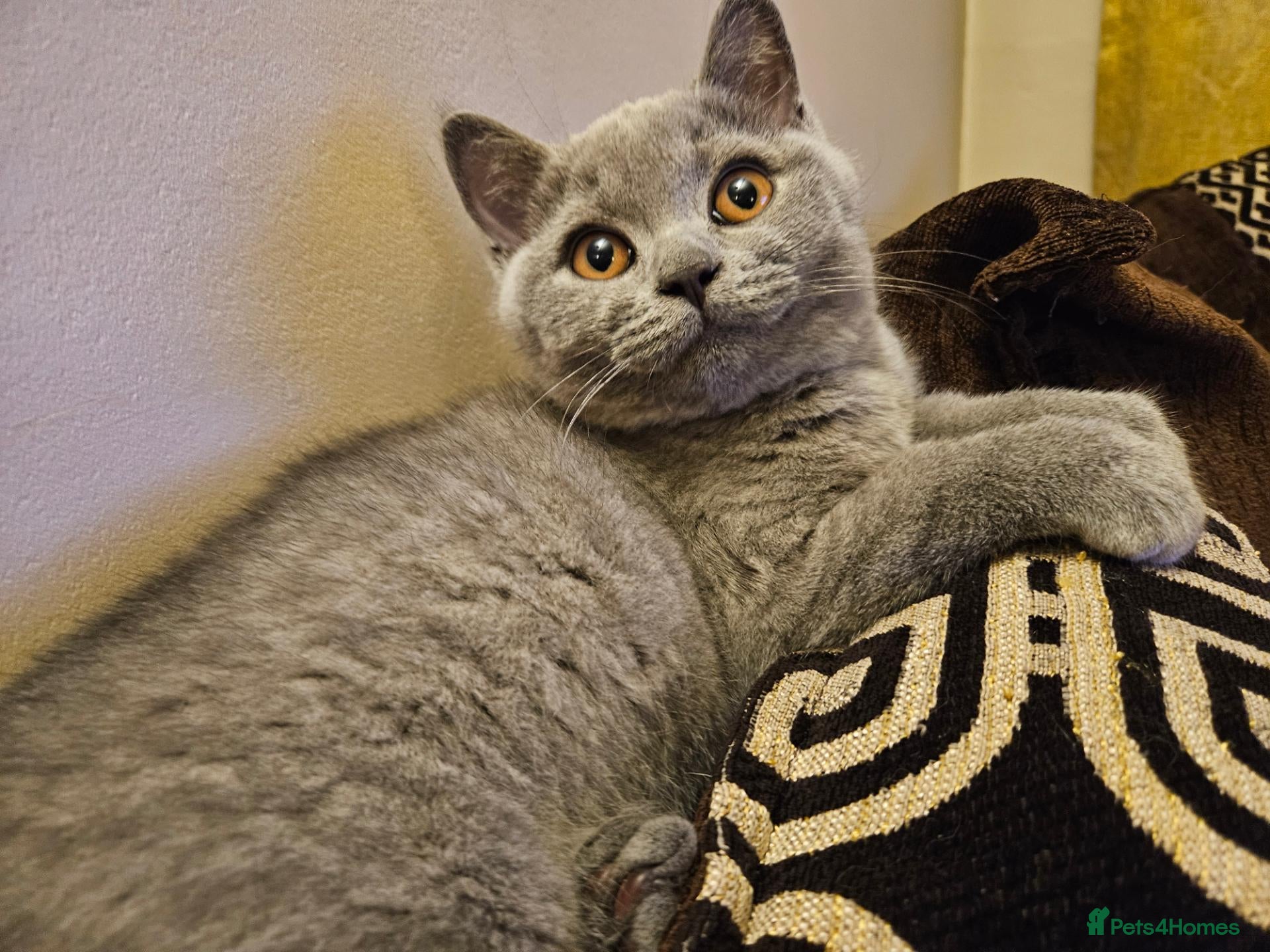 British Shorthair cats Price reduced. Ready now! Bsh kittens! - Advert 7