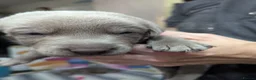 Labrador Retriever dogs for sale: Silver Labrador  - Advert 14