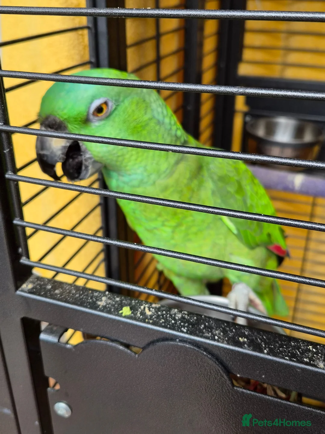 Parrots birds for sale: Amazon  in Rowley Regis - Advert 2