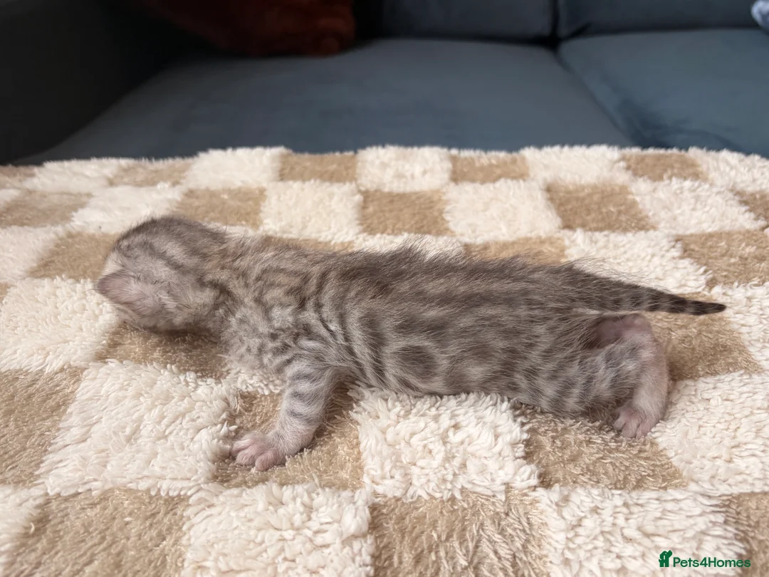 Bengal cats for sale: Bengal kittens  - Advert 7