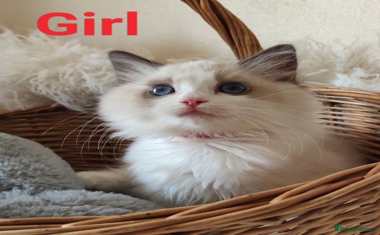 Ragdoll cats - Advert 2
