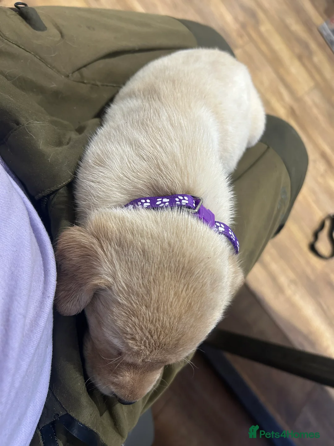 Labrador Retriever dogs for sale: KC Registered labs for sale  - Advert 5